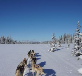 husky-toni-gedichte-07